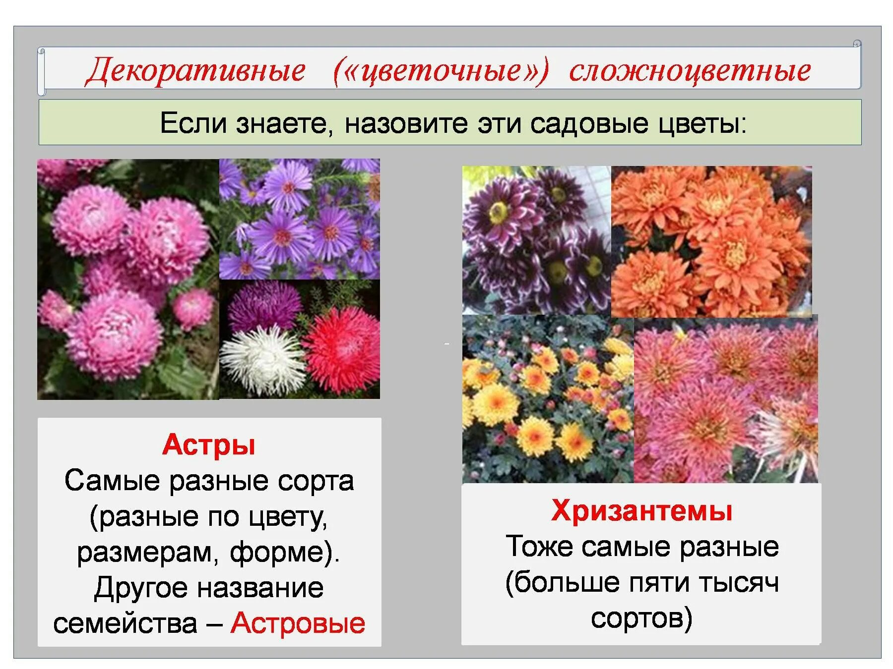 Растения семейства астровые название. Декоративные растения сложноцветных растений. Декоративные растения семейства Сложноцветные. Цветочно декоративные Сложноцветные. Цветы семейства астровых.