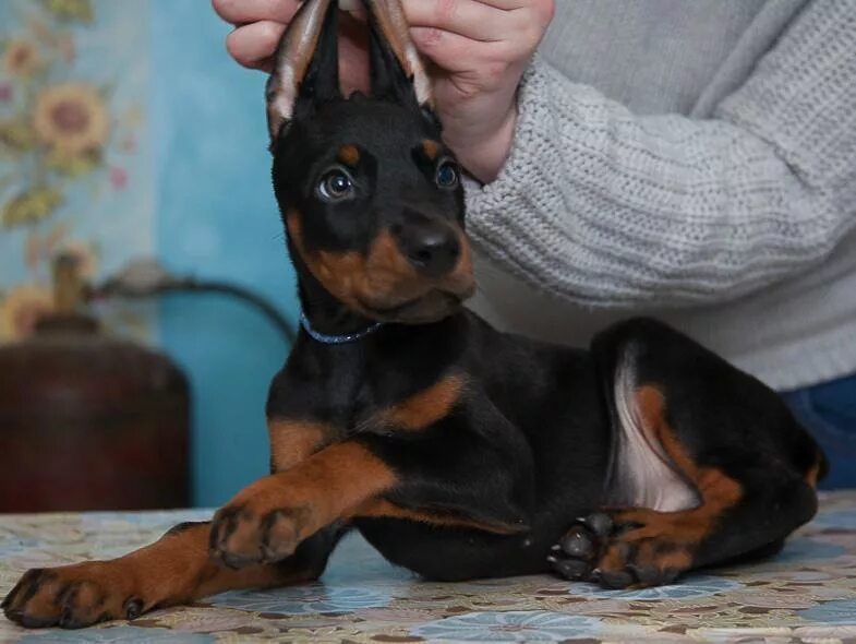 Расценки добермана. Карликовый доберман-пинчер. Питомник доберманов. Породистый доберман. Собака доберман щенок.