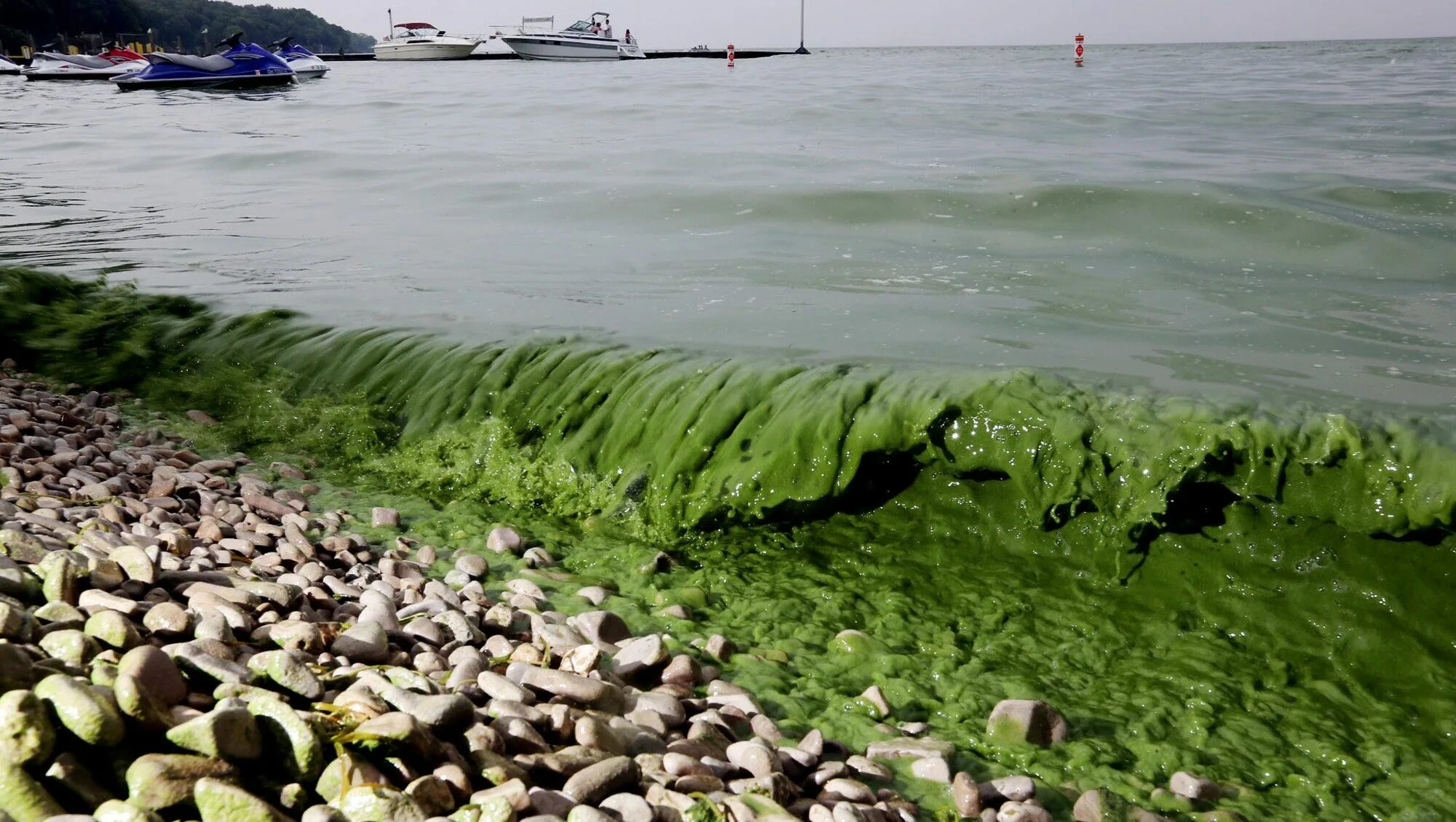 Водоросли Балтийского моря. Эвтрофикация моря. Эвтрофикация Балтийского моря. Alga Bloom.