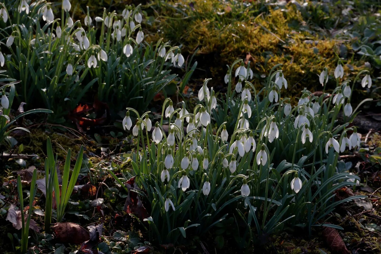 Купить семена подснежников. Подснежник Галантус (Galanthus). Галантус (Подснежник) Нивалис. Galanthus ikariae. Подснежник Византийский — Galanthus byzantinus Baker..