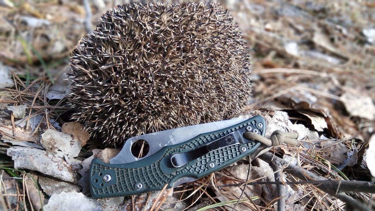 Знаменитый ежик из компьютерной игры. Знаменитый ежик из компьютерной игры