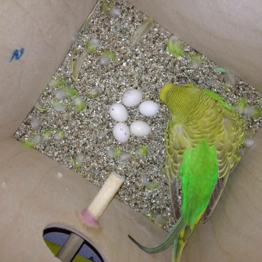 Гнездо для попугаев какарик. Птенцы волнистых попугаев. Гнездо для волнистых попугаев. Домик для самки волнистого попугая. Можно попугаю зеркало
