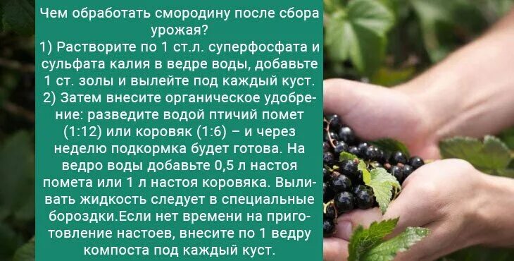 Чем удобрить черную смородину после сбора урожая. Подкормка смородины. подкормка смородины после сбора урожая. подкормка смородины весной.