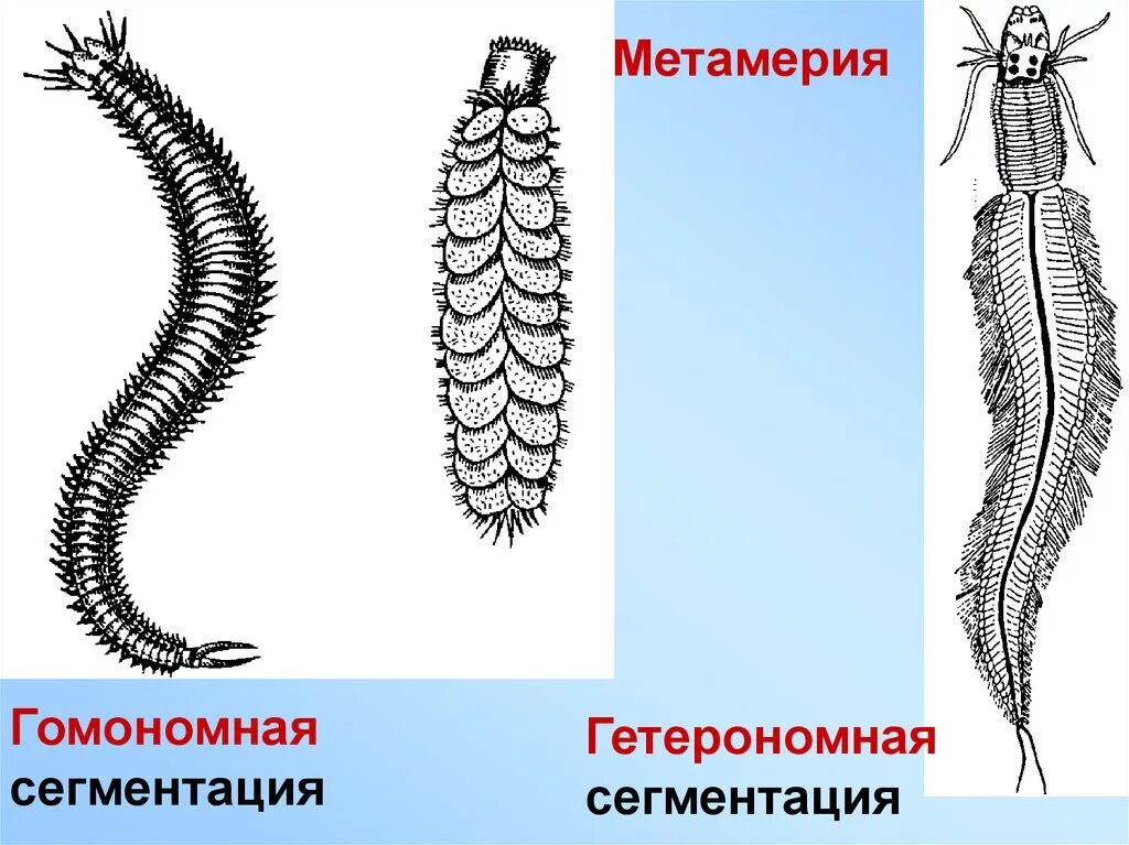 Гомономная метамерия. Гомономная сегментация кольчатых червей. Сегментация кольчатых червей. Сегментация тела кольчатых червей. Подвижная тела у беспозвоночных