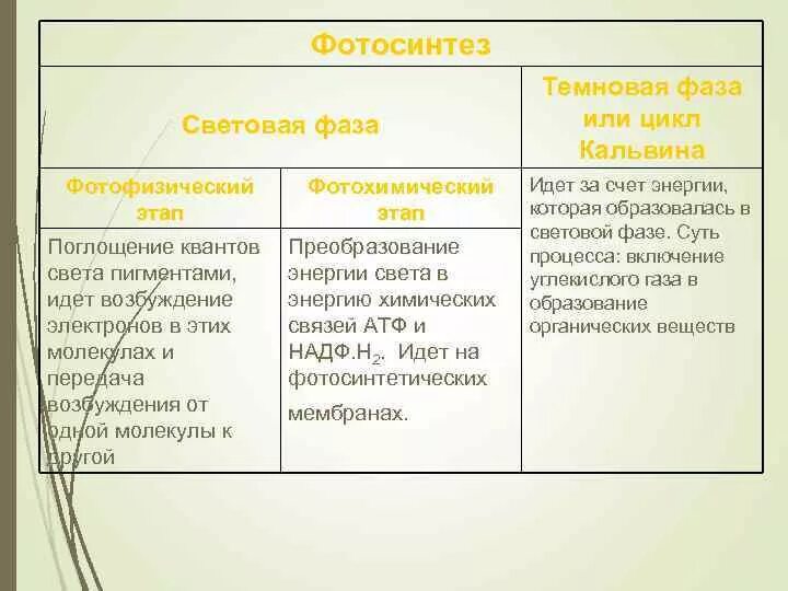 Световая фаза и темновая фаза процессы. Световая фаза и темновая фаза кратко. Световая фаза и темновая фаза таблица. Темновая фаза фотосинтеза процессы.