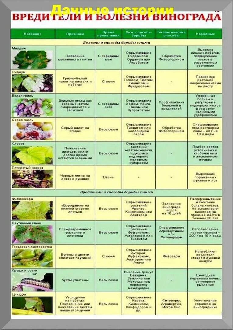 Обработка сада весной от болезней чем лучше. Таблица опрыскивания винограда весной. Таблица обработки сада от вредителей. Препараты для обработки винограда от вредителей и болезней. Таблица препаратов от вредителей и болезней винограда.