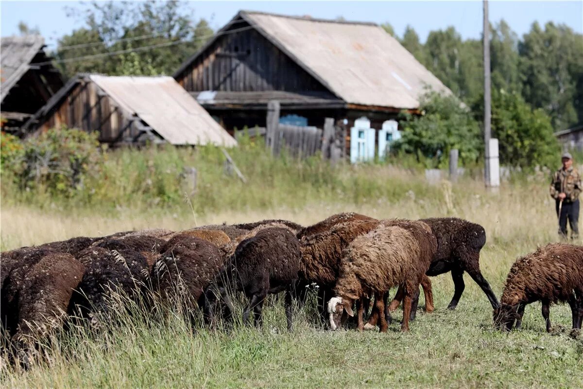 Большемуртинского района деревня Верхобродово. Верхобродово Красноярский край деревня. Хозяйство Красноярского края. Сельское хозяйство Красноярского края. Производители красноярский край