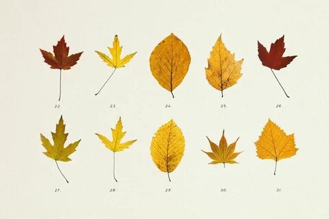 Pressed leaves