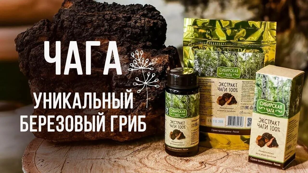 Киста чага. Сибирская чага гриб. Сибирская чага экстракт. Экстракт березового гриба чаги. Чага Сибирское здоровье.