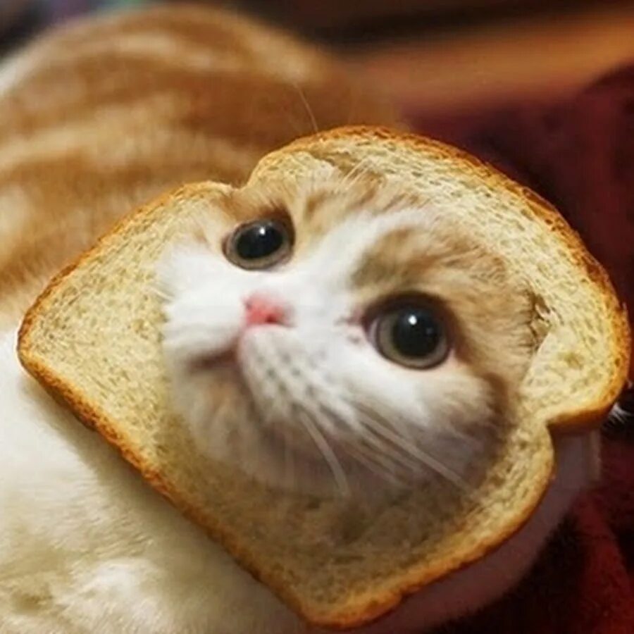 Кошка булочка. Милые котики с хлебушком. Котик в хлебе. Кот булка хлеба. Кот булочка