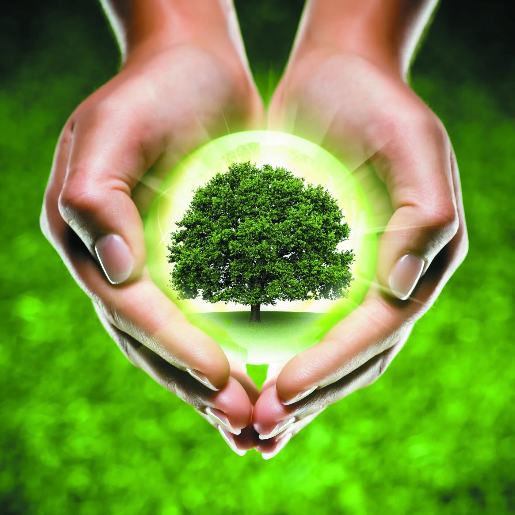 Дерево в руках. Защита природы. Сохранение природы. Любовь к природе. Самая лучшая экология