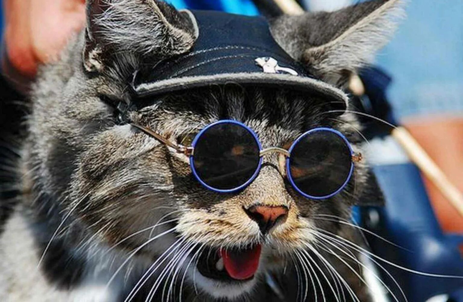 Крутой кот. Кот в очках. Крутая кошка в очках. Крутые животные.
