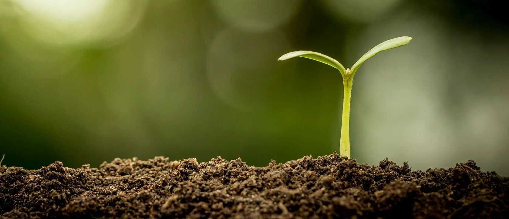 Росток плодоносный иосиф. Все чему мы уделяем внимание растет. Зеленый росток. Чалтырь пролесник многолетний. Зеленый росток.