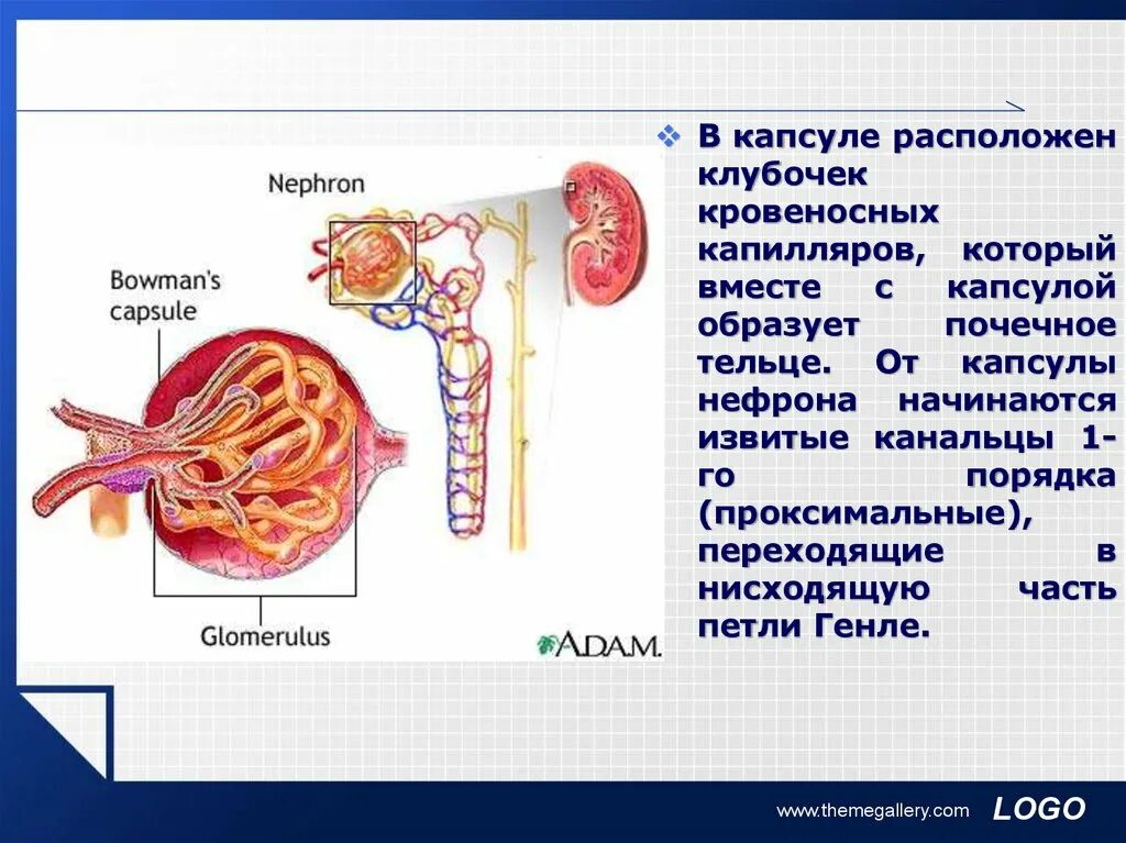 Какая кровь в капиллярном клубочке нефрона. Функция клубочка нефрона. Капсула нефрона инефрон. Капсульный клубочек капсула нефрона. Капиллярный клубочек нефрона.