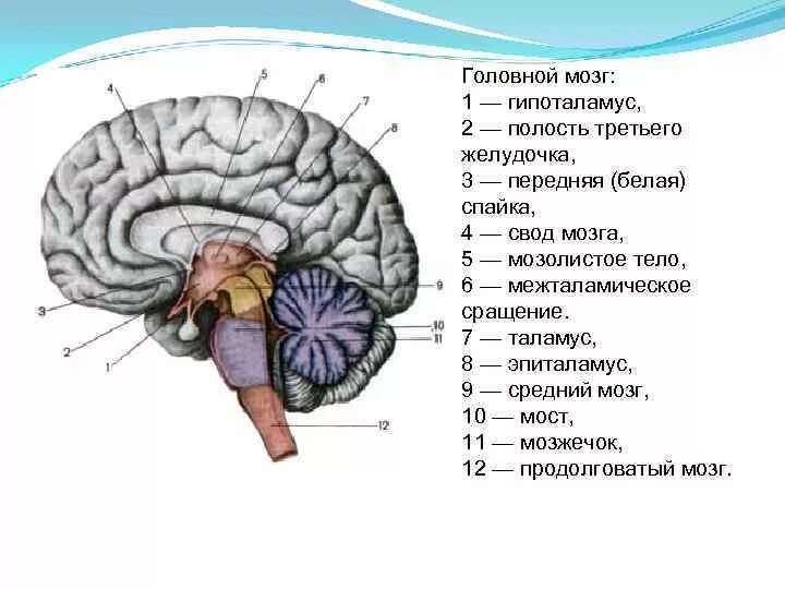 Мозг имеет полость. Отделы головного мозга анатомия латынь. Промежуточный мозг Сагиттальный разрез головного мозга. Структура головного мозга, желудочки. Головной мозг Сагиттальный разрез атлас.