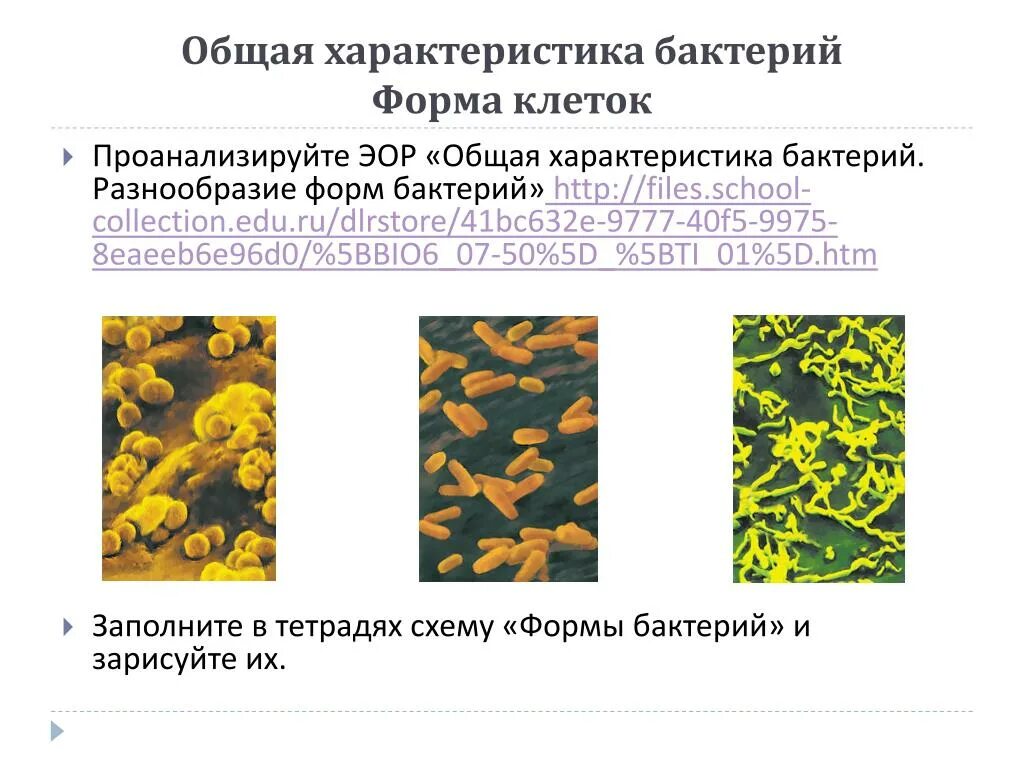 Царство бактерии общая характеристика. Общая характеристика бактерий 5. Характеристика бактерий 5 класс биология. Основные характеристики царства бактерий. Общая характеристика бактерий 7 класс биология презентация