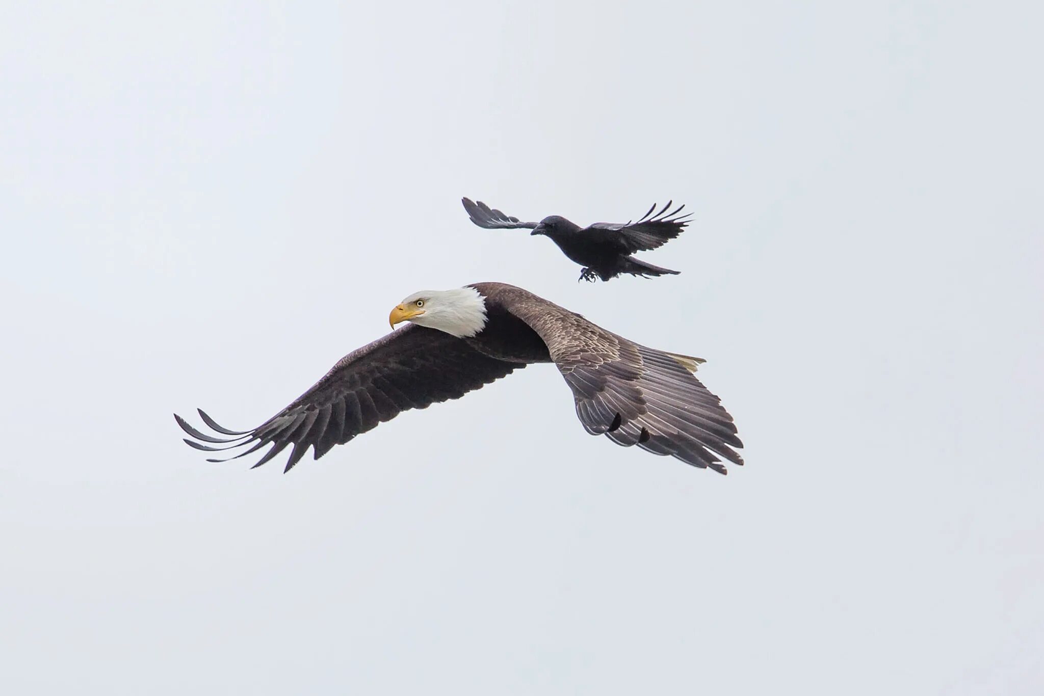 Человек летит на орле. Белоголовый Орел размах крыльев. Белоголовый Орлан вверх ногами. Ворон и белоголовый Орлан. Полет птицы.