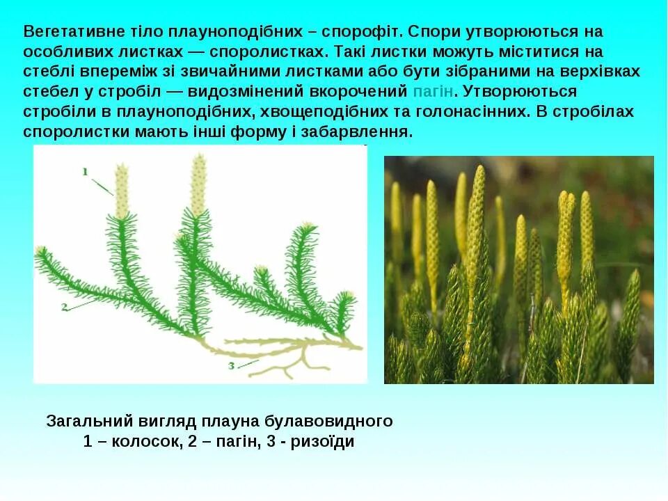 Ткани плаунов. Жизненная форма плауна. Плаун Тип нарастания. Хвощи. Плауны рисунок.