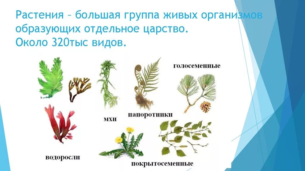 Растительный организм примеры. Царство растений. Биология царство растений. Царство растений 5 класс биология. Растения для презентации по биологии.