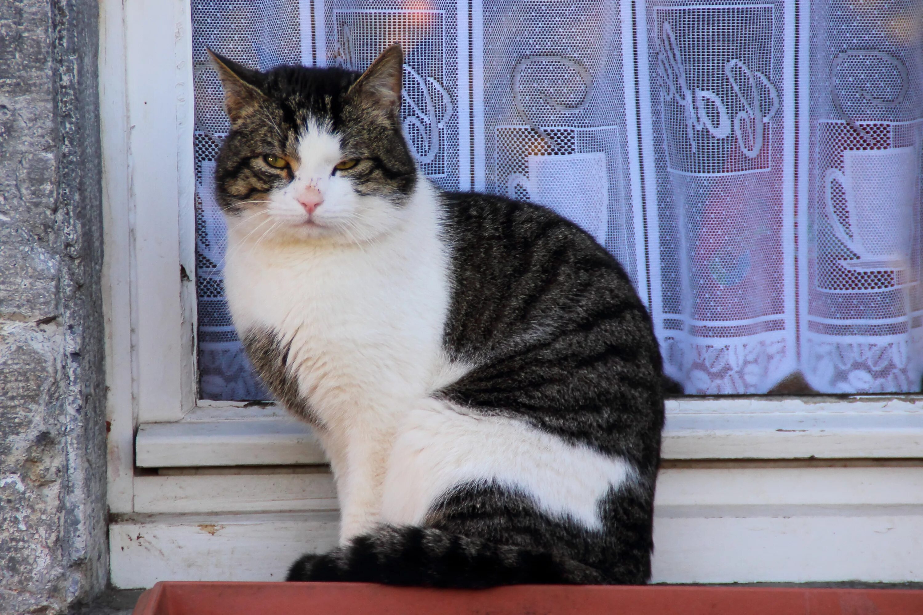 Фото сидящей кошки. Сидячая кошка. Кошки на окошке. Котик сидит. Кот сидит на окне.