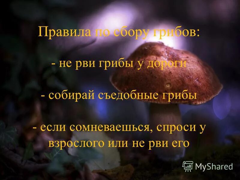 отравленные грибы. в россии изменены правила сбора грибов, ягод и берёзового сока. сон рвать грибы. пост про сбор грибов. гриб слизевик ликогала.