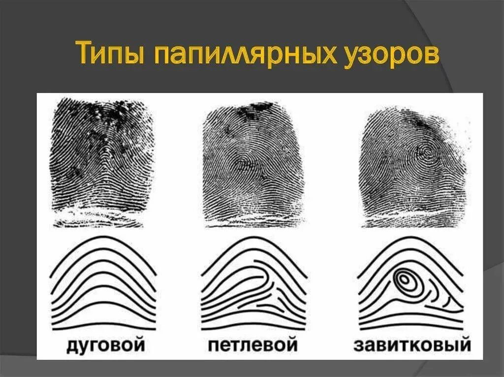 Типы узоров папиллярных линий. Петлевой Тип папиллярных узоров. Дуговой Тип папиллярных узоров. Типы папиллярных узоров в криминалистике