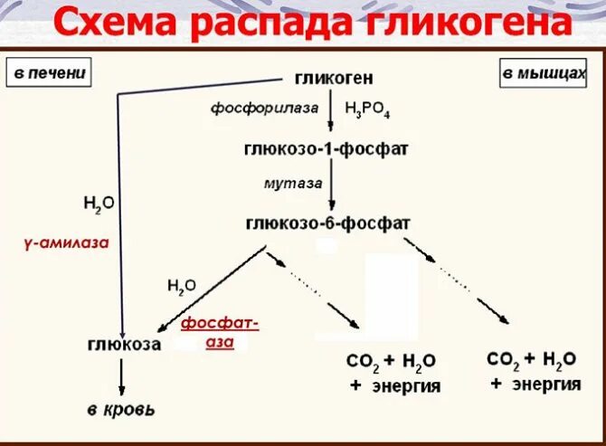 Распад ростов. Схема катаболизма гликогена и жира. Напишите схемы катаболизма гликогена и жира;. Схема переваривания углеводов. Переваривание гликогена.