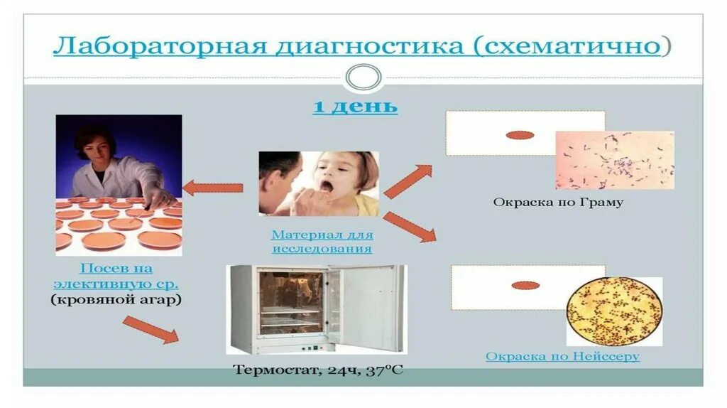 Лабораторная диагностика коклюша. Методы лабораторной диагностики коклюша. Лабораторная диагностика при коклюше. Методы исследования коклюша.