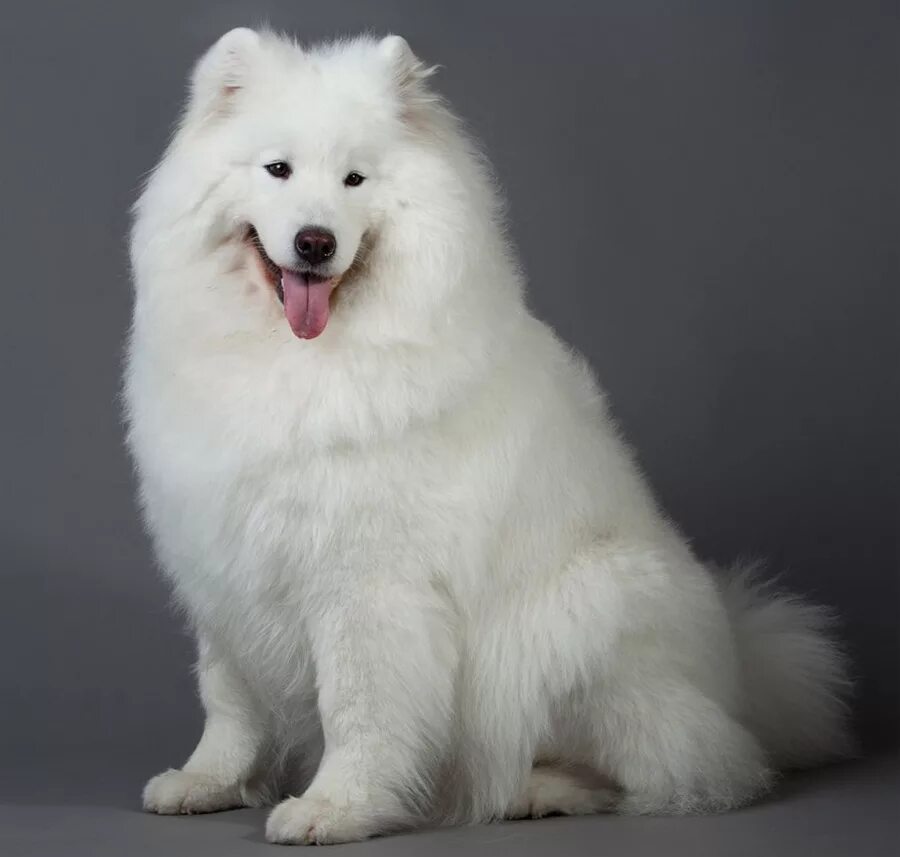 Большая белая собака. Самоедская лайка. Порода собак самоед. Аляскинский самоед. Самоедская лайка ездовая.