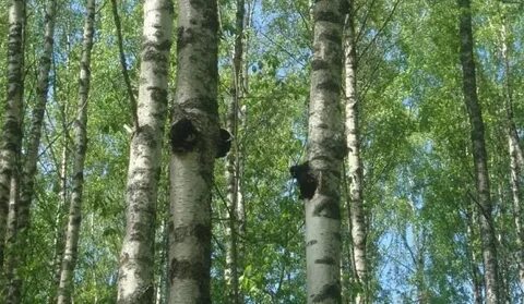 Чага песни