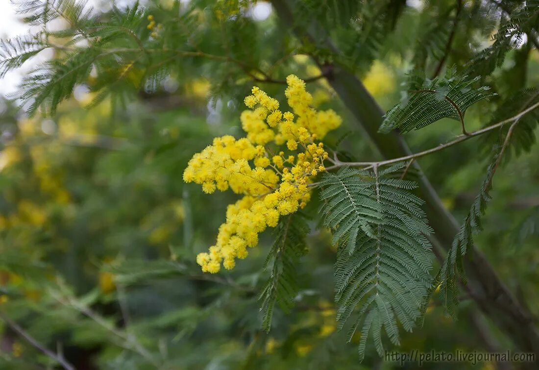 мимоза в абхазии. мимоза акация абхазия. мимоза в сочи. мимоза сицилия. мимоза в сочи.