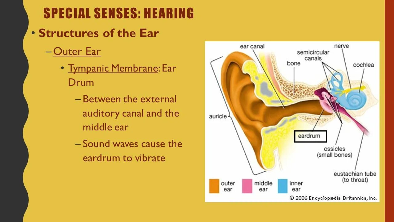 Слух 6 букв. The sense of hearing. Слух ш.р. d ___________. Клокочущий звук режущая слух.