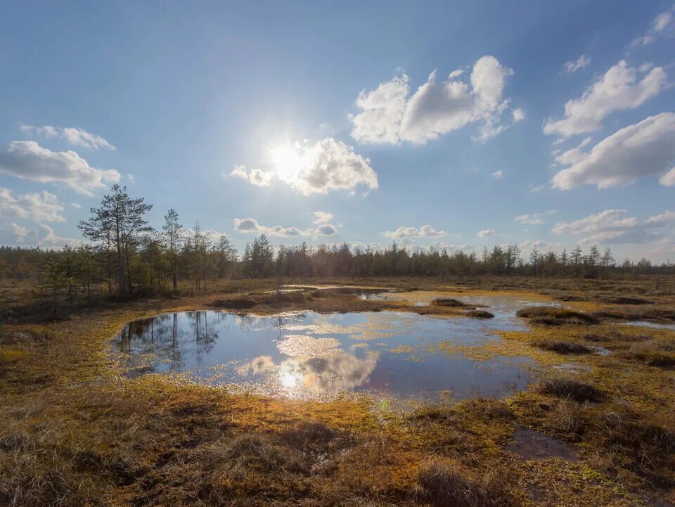 Водлозерский парк болота. Болото Ленинградской области Топь. Чёрное озеро Вельский район. Тахтинское болото. Озерцо под