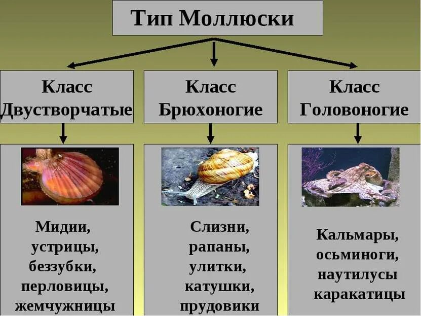 Покров двустворчатых