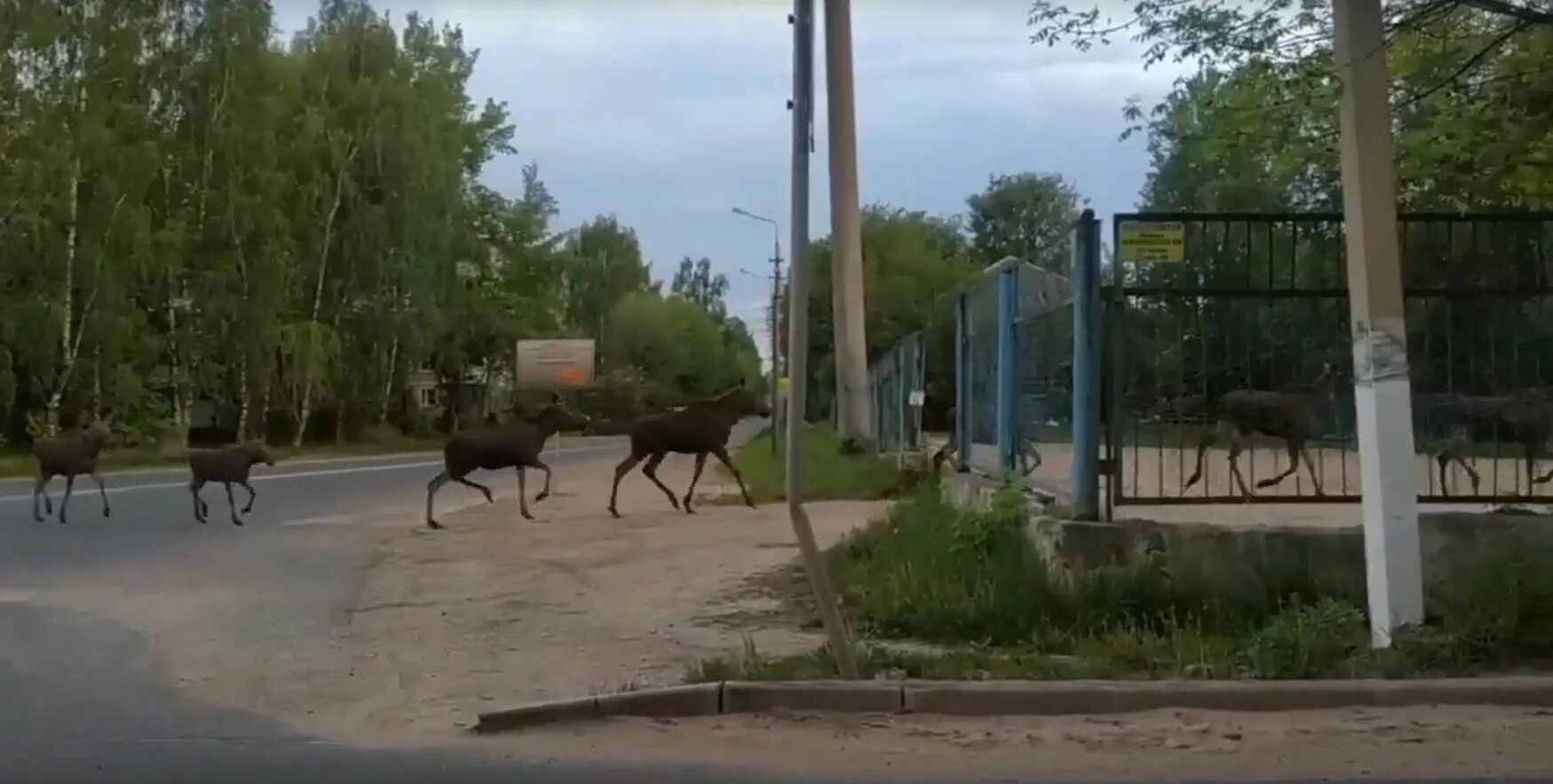 Лось в городе.