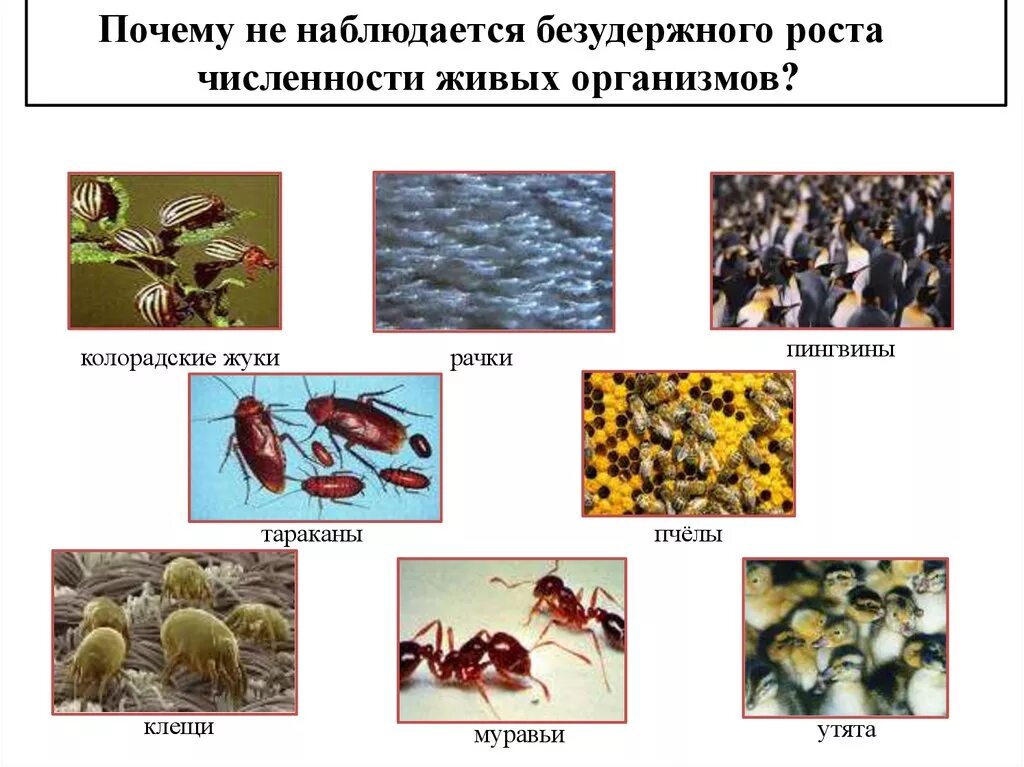 Самое большое количество живых организмов. «Основной фактор эволюции насекомых».