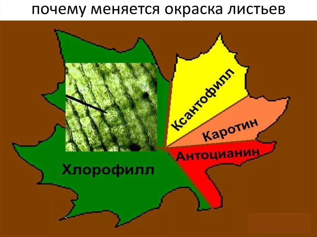 Изменения цвета листьев. Почему листья меняют цвет. Хлорофилл в листьях. Пигменты в листьях деревьев. Листья меняют окраску.