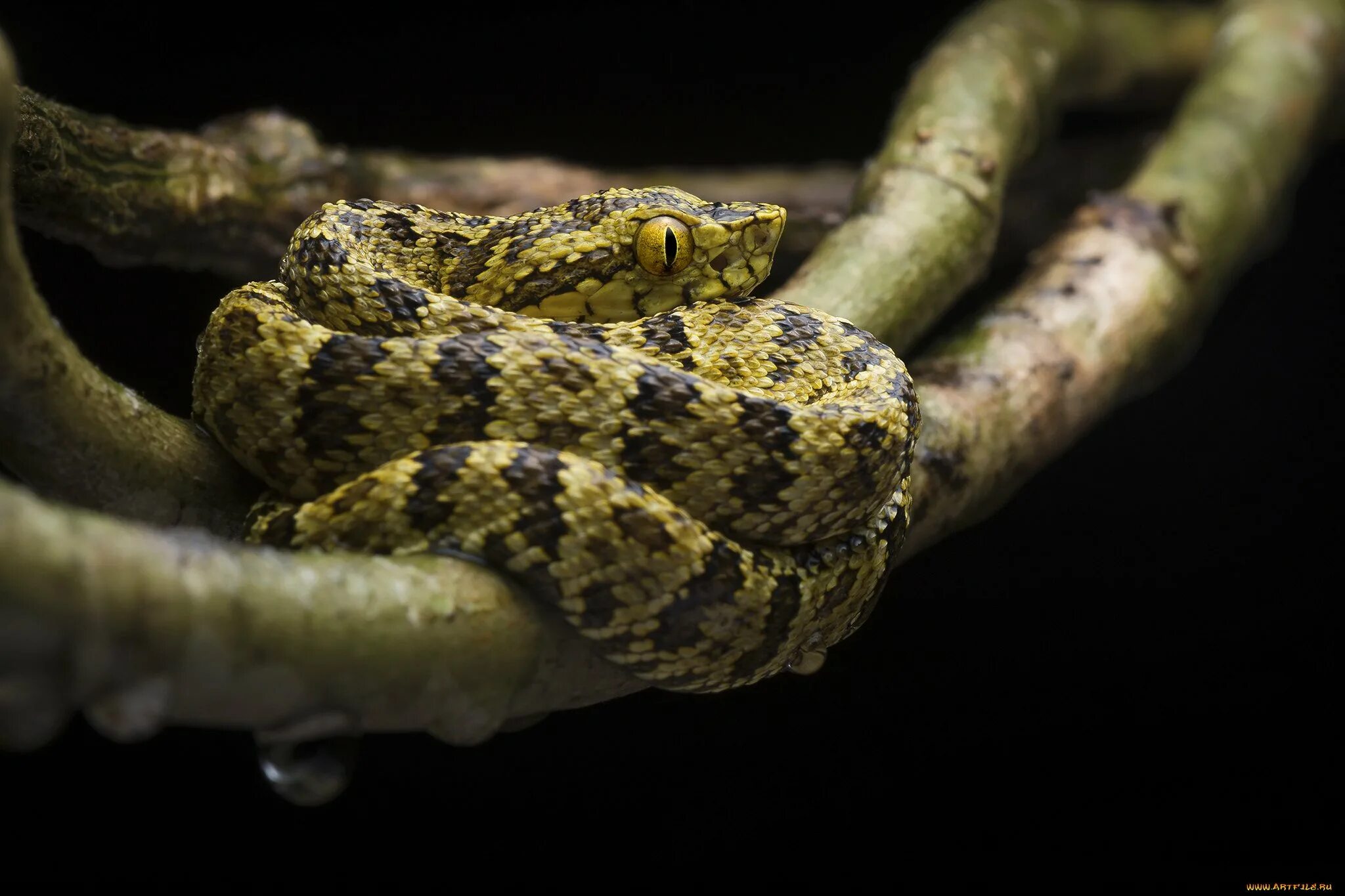 Копьеголовый островной ботропс. Ботропс шлегеля. Копьеголовый островной ботропс. Копьеголовый островной ботропс. Змея островной ботропс.