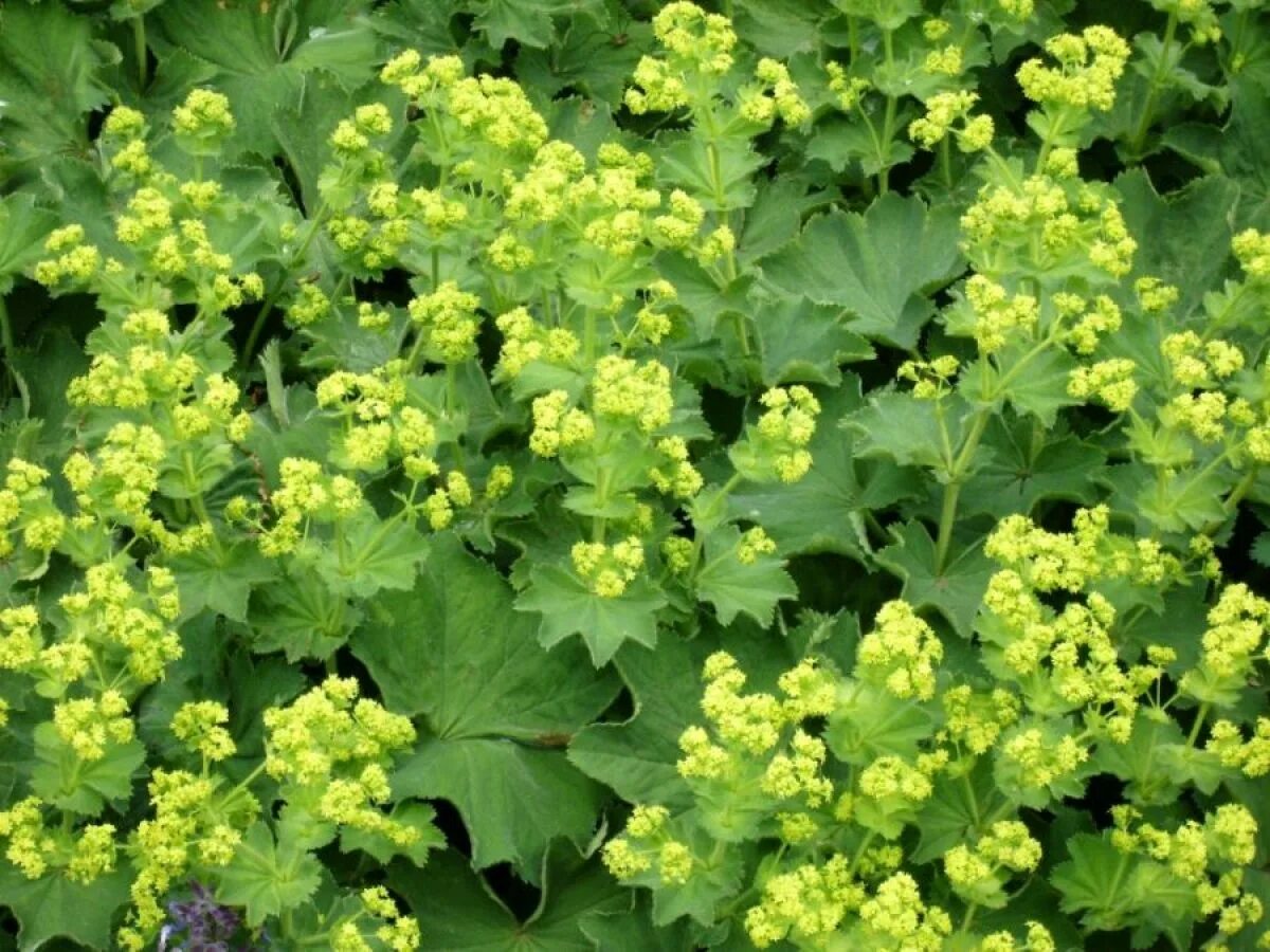 Манжетка цветок многолетник. Манжетка обыкновенная (alchemilla vulgaris). манжетка городковатая(alchemilla subcrenata). манжетка луговая. манжетка полевая.
