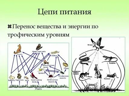 Цепь питания уровень организации. Цепь питания уровень организации