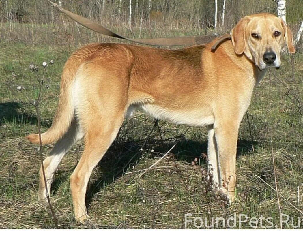 Гончие 4 5