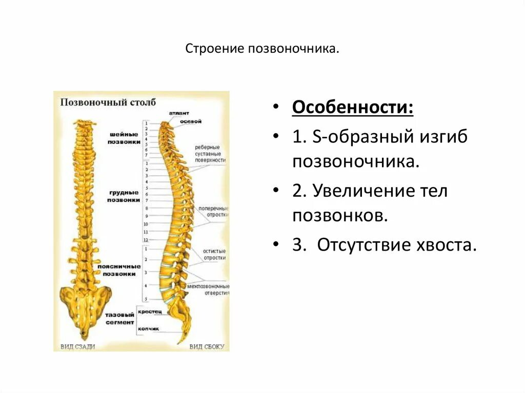 Строение позвоночника. Позвоночник анатомия. Позвоночный столб человека. Позвоночник строение анатомия.