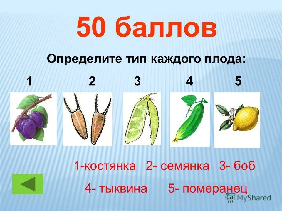 Хромосомный набор околоплодника сладкого перца. Сочные многосемянные плоды ягода. Двураздельная семянка. Строение семени перца болгарского. Определите хромосомный набор и число молекул днк.