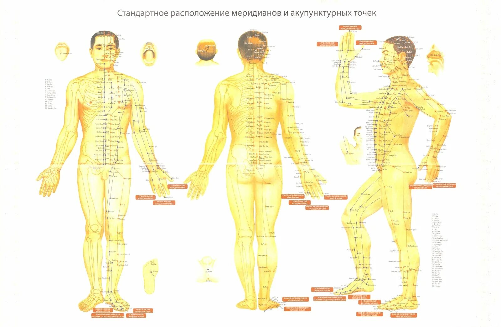 Каналы китайской медицины. Меридианы человека китайская медицина. Стандартное расположение меридианов и акупунктурных точек. Атлас энергетических меридианов человека. Энергетические меридианы тела человека.