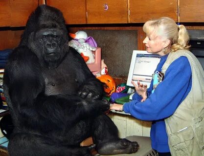 Koko, The Famous Gorilla Who Learned Sign Language & Loved Cats, Dies.