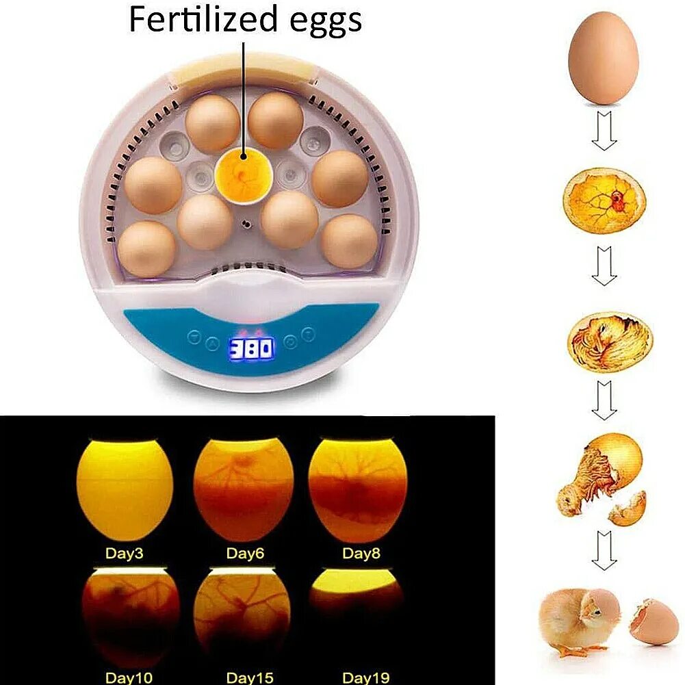 Household intelligent incubator инструкция. Intelligent incubator инструкция. Fully Automatic Egg incubator инструкция на русском языке. 9 Eggs.