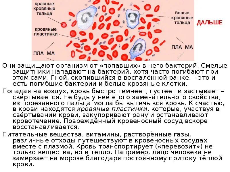Лейкоциты в иммунной системе. Белые кровяные тельца выполняющие. Лейкоциты фагоциты лимфоциты эритроциты. Белые кровяные тельца функция. Белые кровяные клетки.