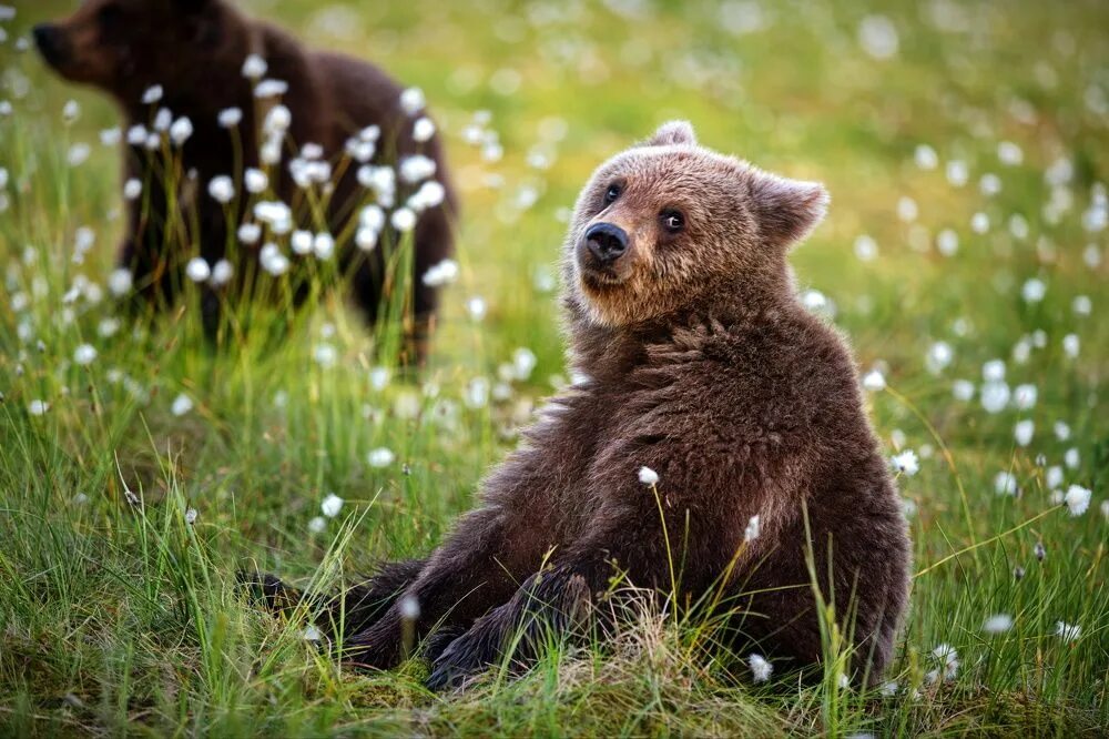 Милые медвежата. Бурый медведь. Милый медведь. Бурый Медвежонок. Five bears