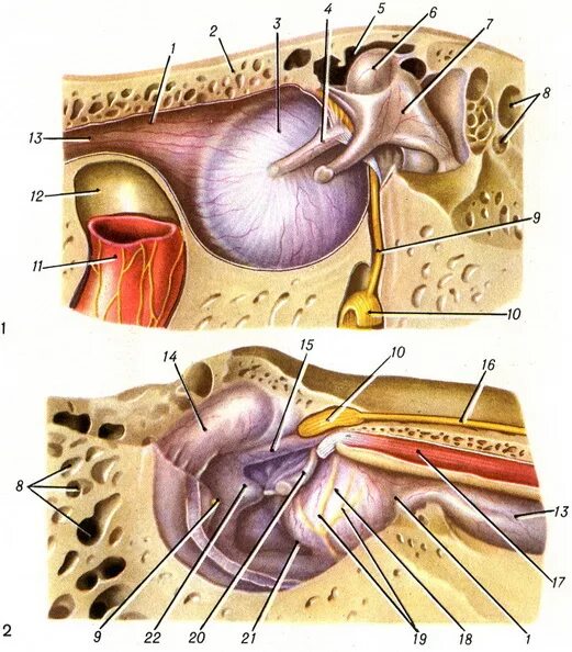 Наружная перепончатая стенка барабанной полости. Сосцевидная пещера анатомия. Стенки барабанной полости среднего уха. Медиальная (лабиринтная) стенка барабанной полости. Стенки наружного слухового прохода анатомия.