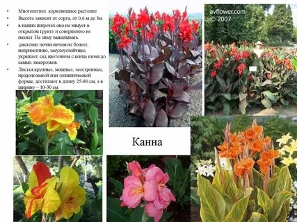 Список многолетних цветов